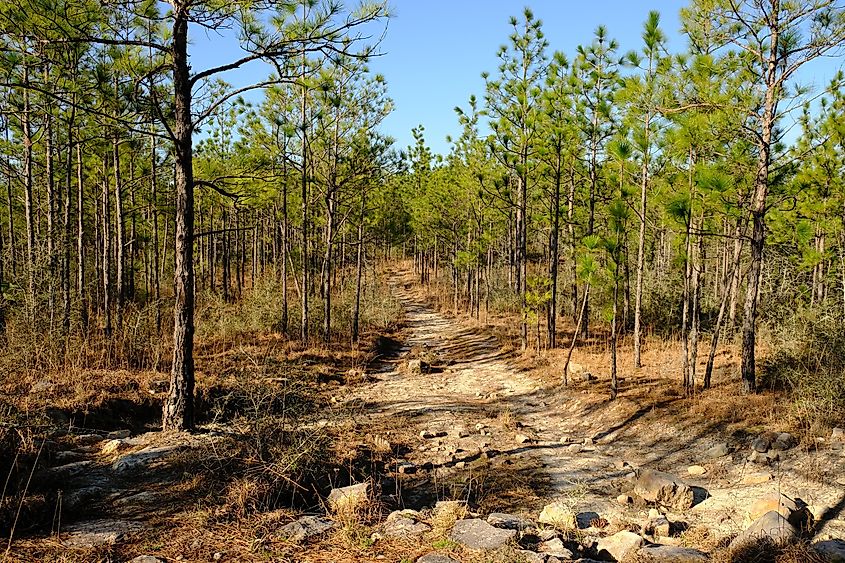 Trail through Kisatchie National Forest, Louisiana.