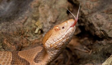 5 Copperhead Snake Hotspots In Alabama