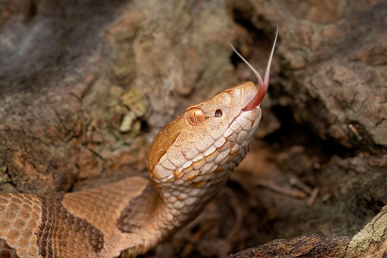 5 Copperhead Snake Hotspots In Illinois