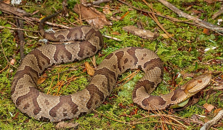 A copperhead crawling through damp ground.