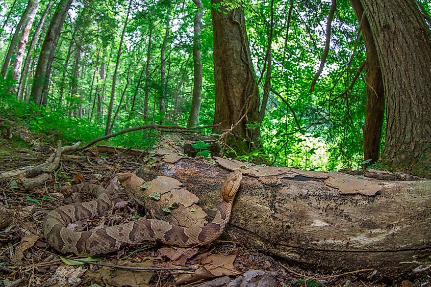 A copperhead snake in the along a fallen log in a forest.