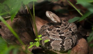 4 Rattlesnake Hotspots In Ohio