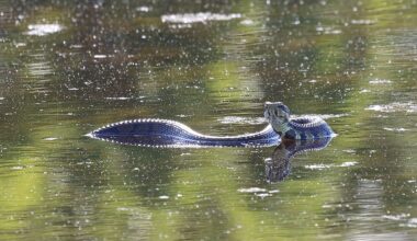 5 Snake-Filled Waters In Arkansas