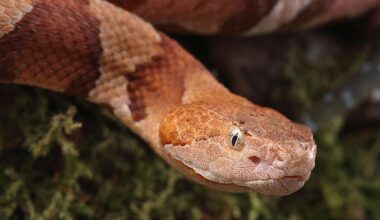 4 Copperhead Snake Hotspots In New Jersey