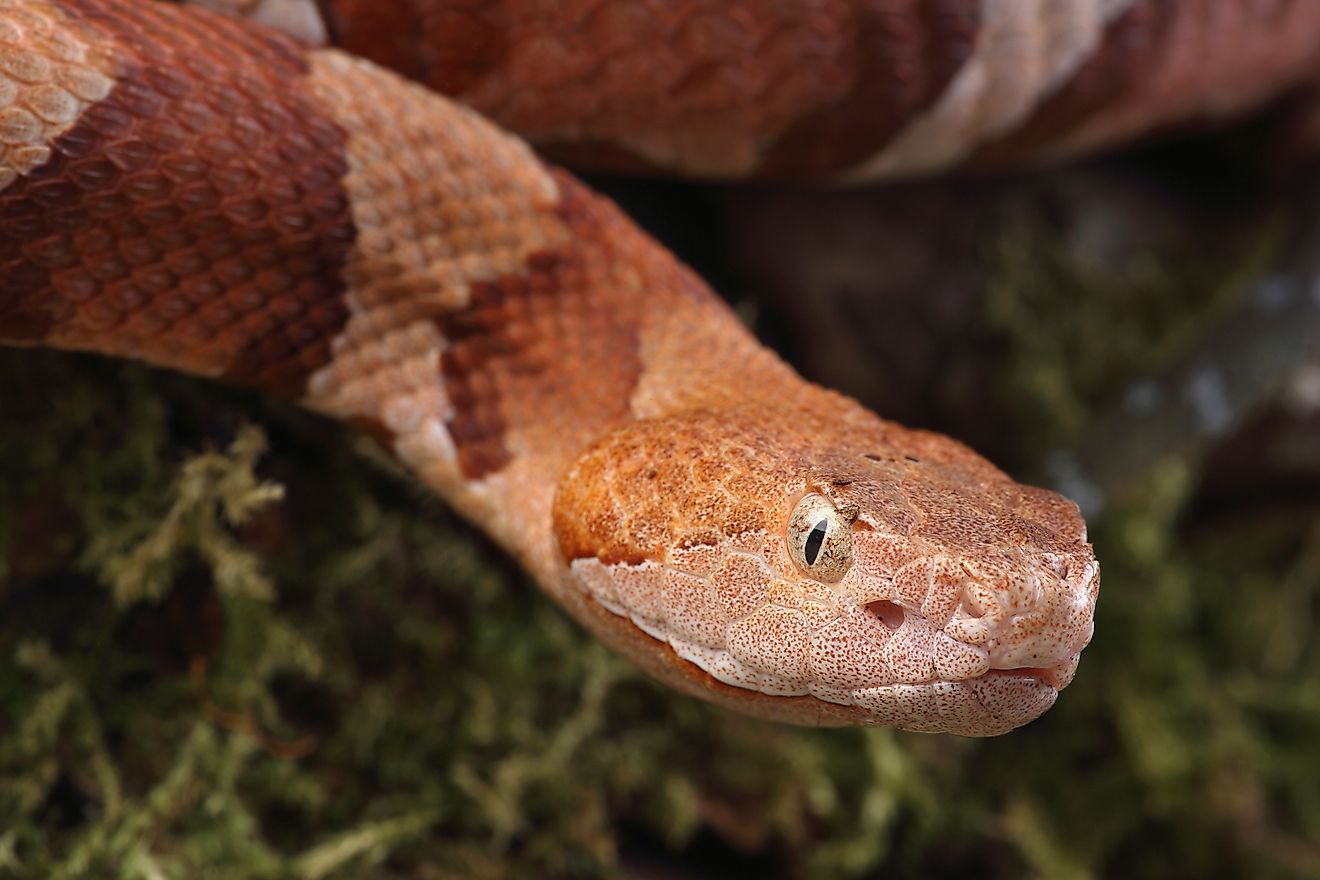 4 Copperhead Snake Hotspots In New Jersey