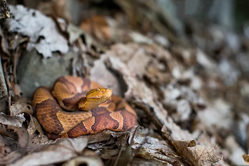 A copperhead in a defensive posture among stones and lichen.