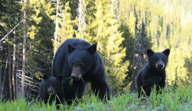 4 Wild Animal Hotspots In Washington