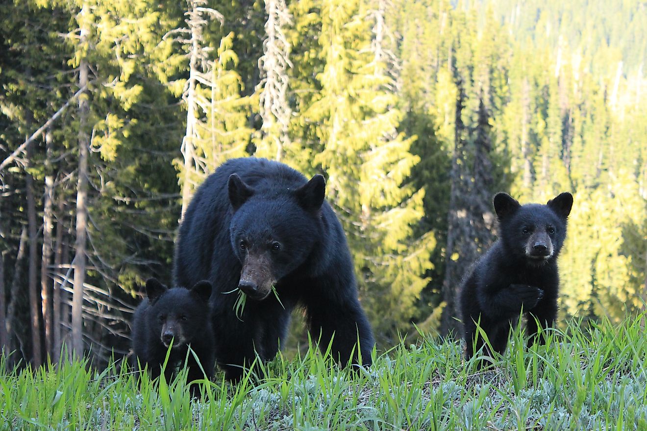 4 Wild Animal Hotspots In Washington