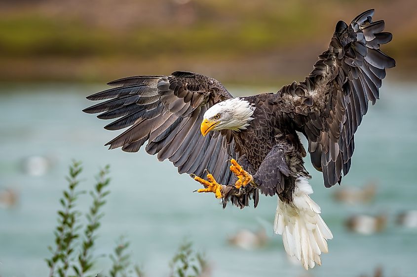 Bald eagles are a pleasure to watch at the Bear Mountain State Park in New York