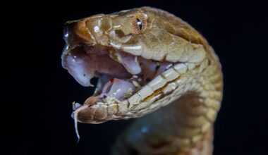 6 Copperhead Snake Hotspots In Mississippi