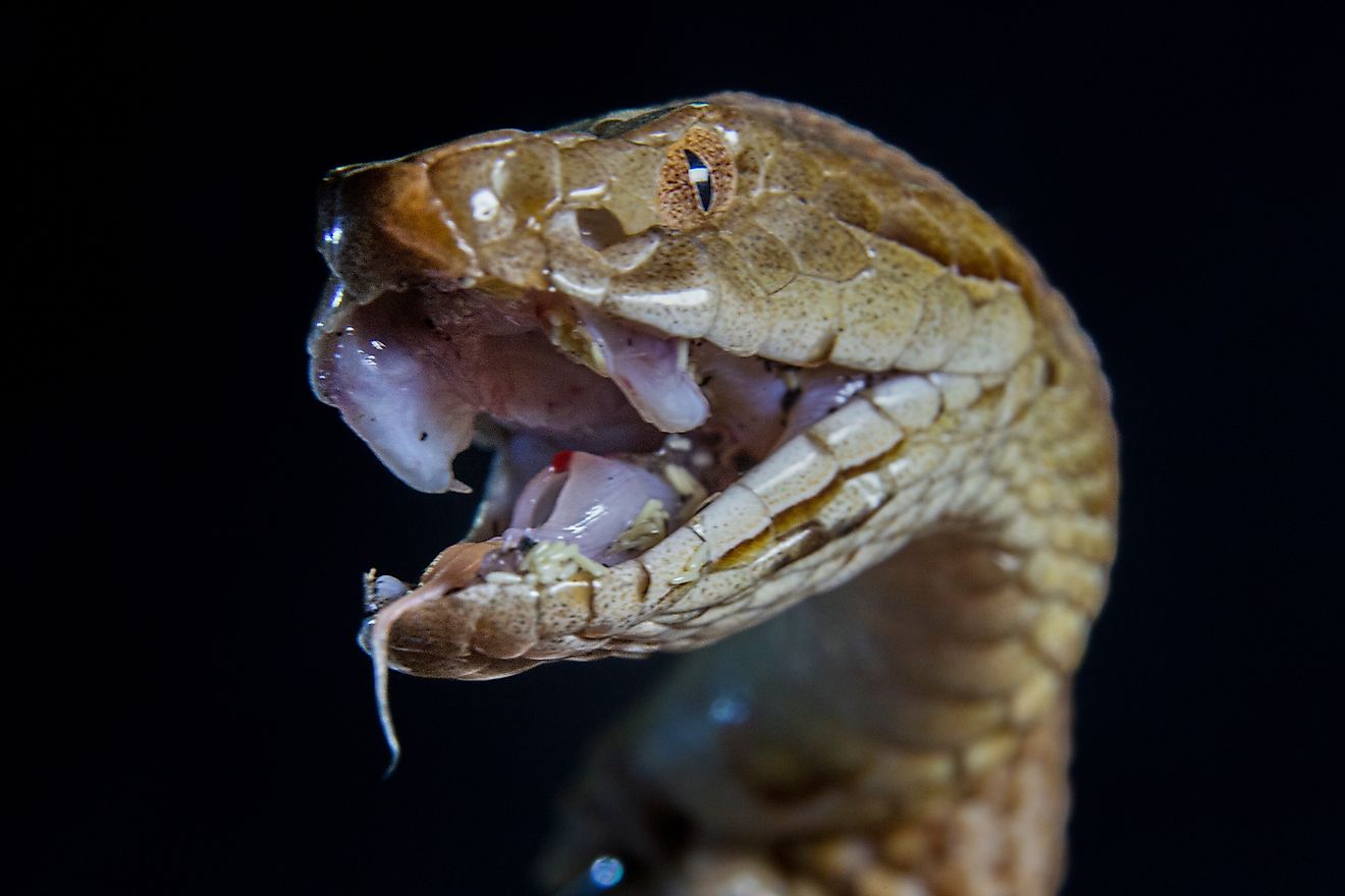 6 Copperhead Snake Hotspots In Mississippi