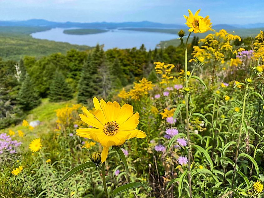 Beautiful wildflowers at Rangeley Lake State Park.