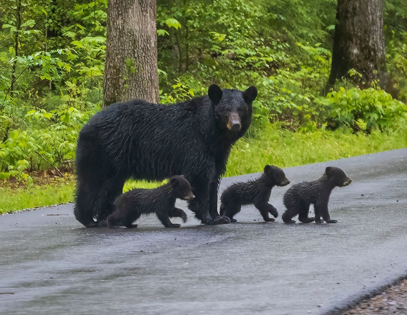 5 Wild Animal Hotspots in Pennsylvania