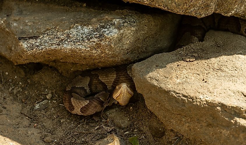 A copperhead hiding in a rock crevice.