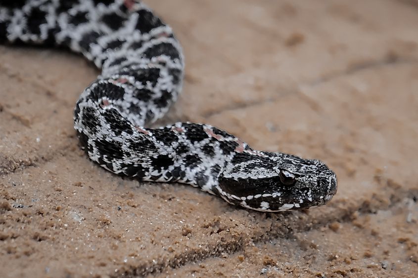 A beautiful pygmy rattlesnake. 