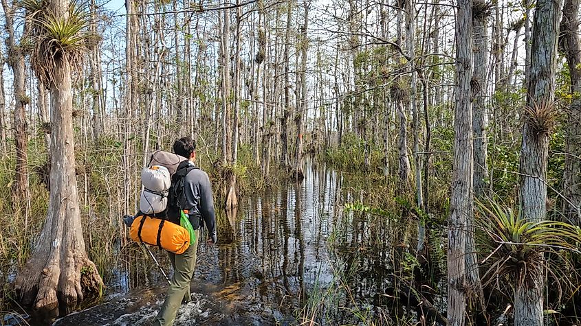 A hiker wading through the swamps of the Big Cypress National Preserve.