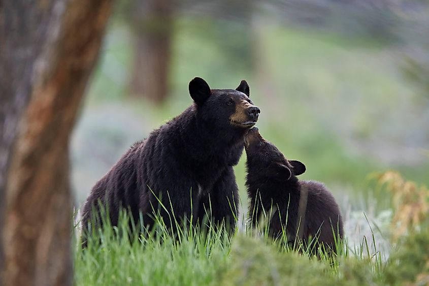 American black bear mother and cub.