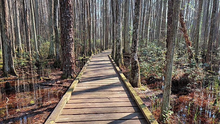 Boardwalk on the Florida Trail through a cypress and pine tree swamp in Osceola National Forest during the winter