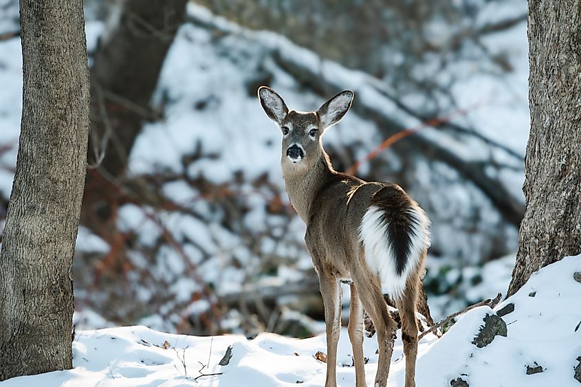 A beautiful white-tailed deer.