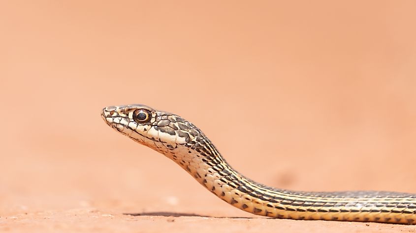 A desert Striped Whipsnake on the flat surface of a dirt road.