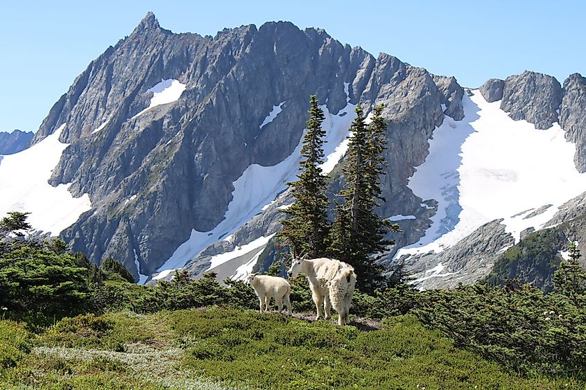 Mountain goats on a meadow in the North Cascades National Park, Washington.