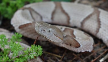 5 Copperhead Snake Hotspots In Oklahoma