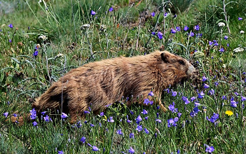 An Olympic Marmot browsing the Alaskan Bellflowers along the Hurricane Hill trail in Olympic National Park, Washington