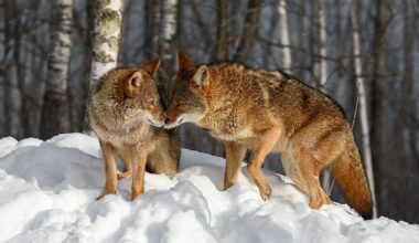 5 Wild Animal Hotspots In New York