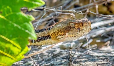 8 Most Rattlesnake Infested Areas in Mississippi