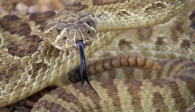 7 Snake Infested State Parks In Wyoming