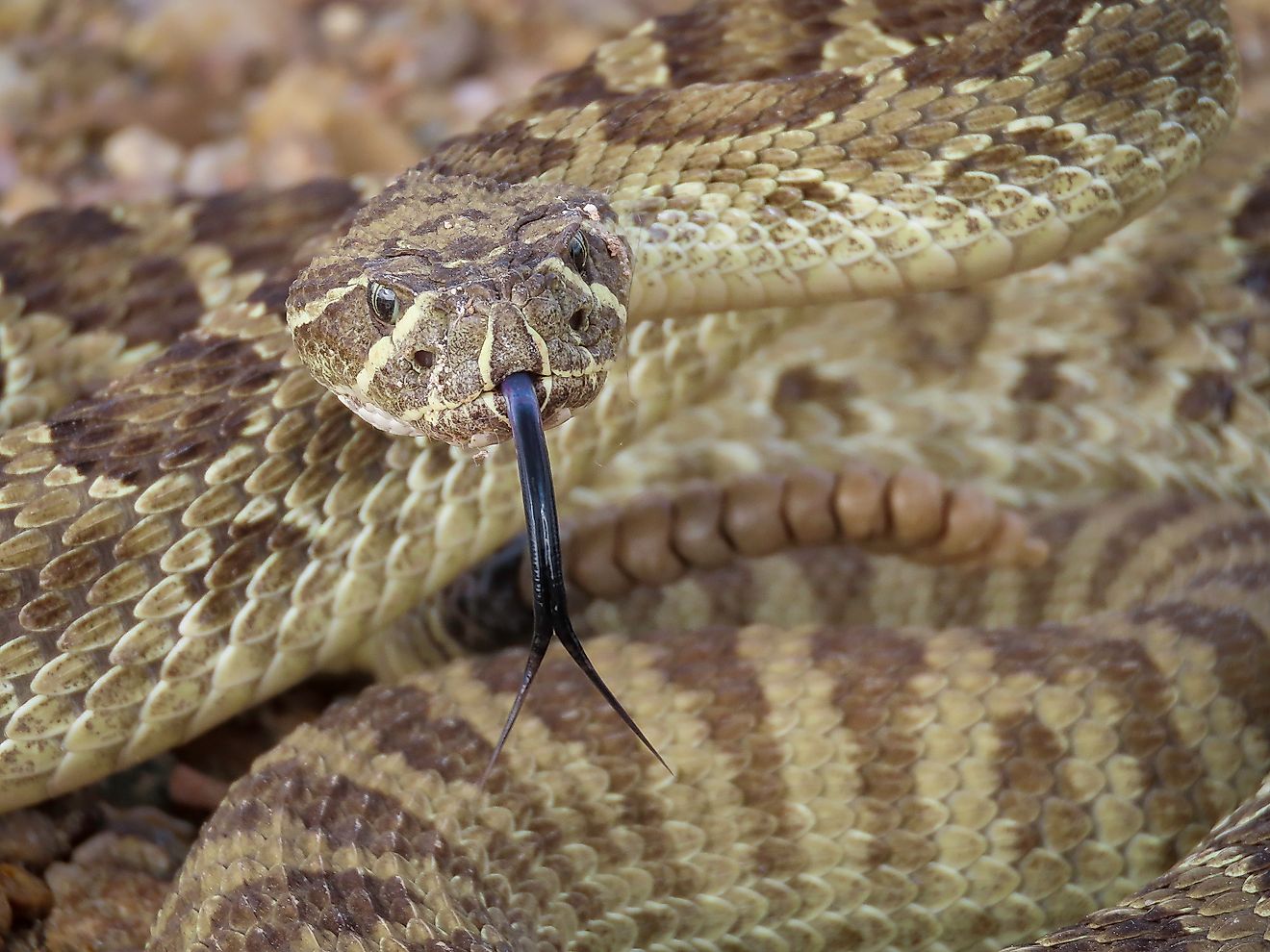 7 Snake Infested State Parks In Wyoming