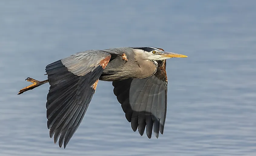 A great blue heron flying above a waterbody.