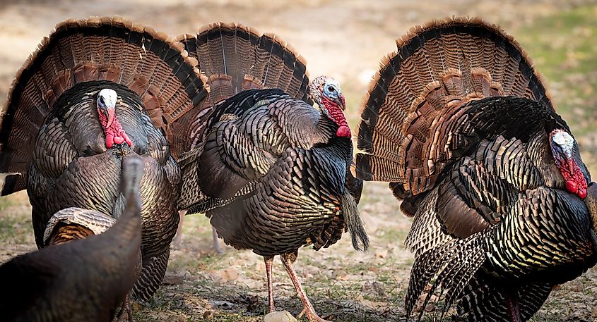 Beautiful Wild turkeys.