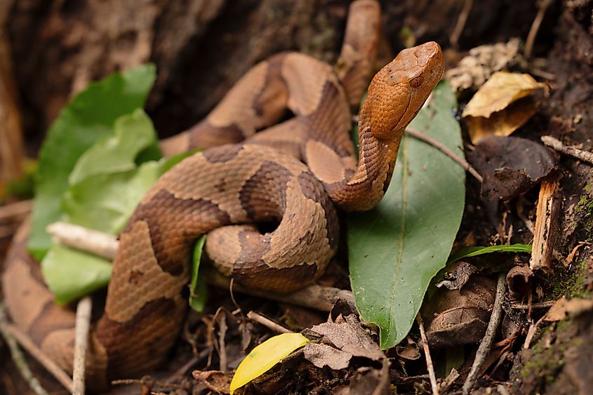 A juvenile copperhead.