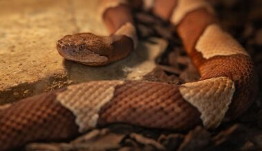 5 Copperhead Snake Hotspots In Kentucky