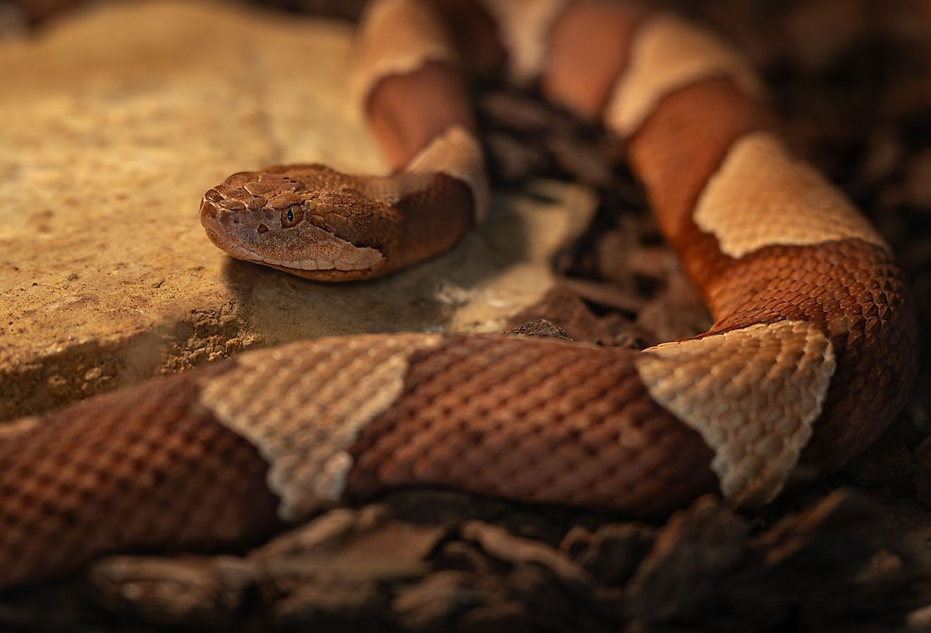 5 Copperhead Snake Hotspots In Kentucky