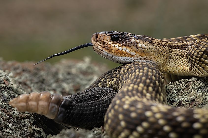 A beautiful black-tailed rattlesnake.
