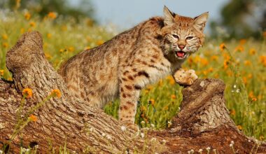 5 Wild Animal Hotspots In Missouri