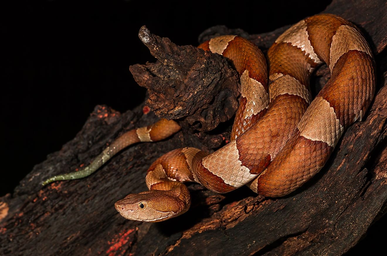 5 Copperhead Snake Hotspots In North Carolina