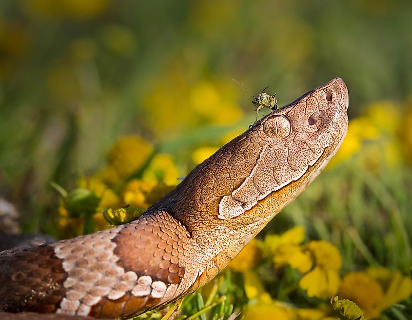 An insect sitting on the head of a copperhead snake.