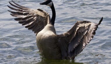 Mysterious Bird Deaths Solved, NJDEP Reports 'Active Outbreak'