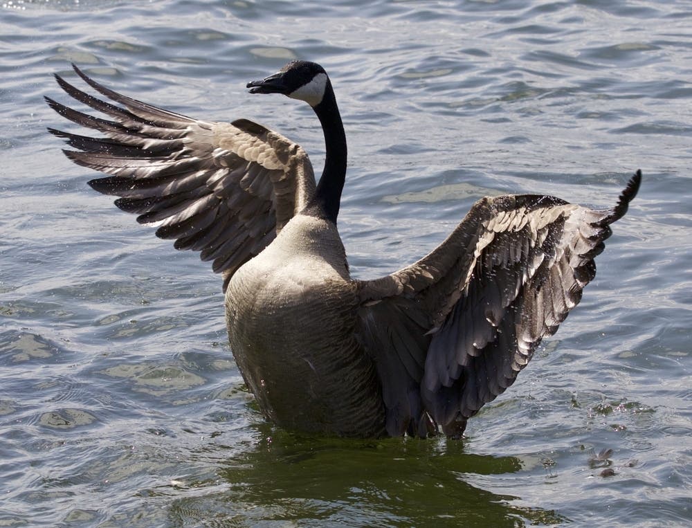 Mysterious Bird Deaths Solved, NJDEP Reports 'Active Outbreak'