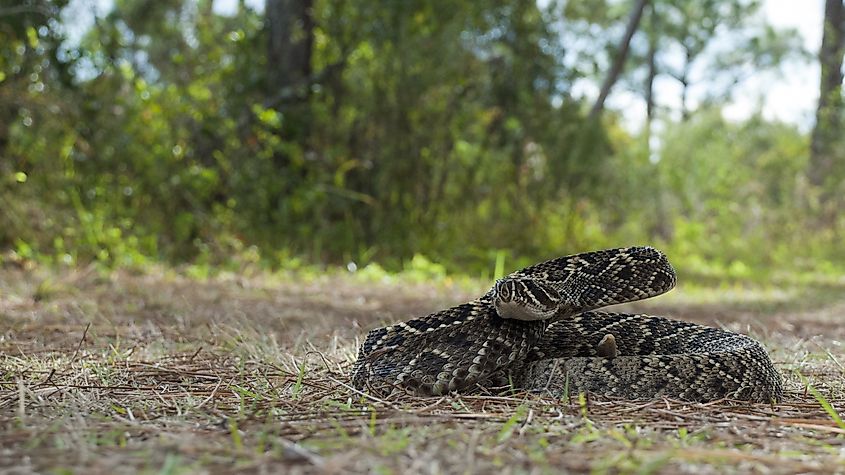 An Eastern Diamondback Rattlesnake in a striking position.