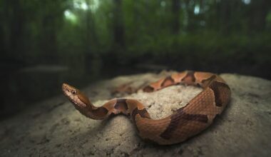 4 Copperhead Snake Hotspots In Tennessee