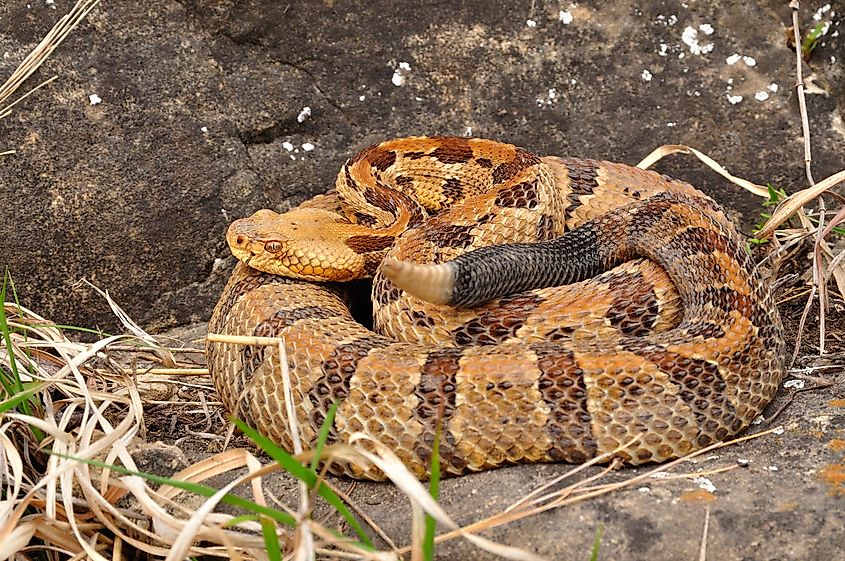 A timber rattlesnake rests in its coils.