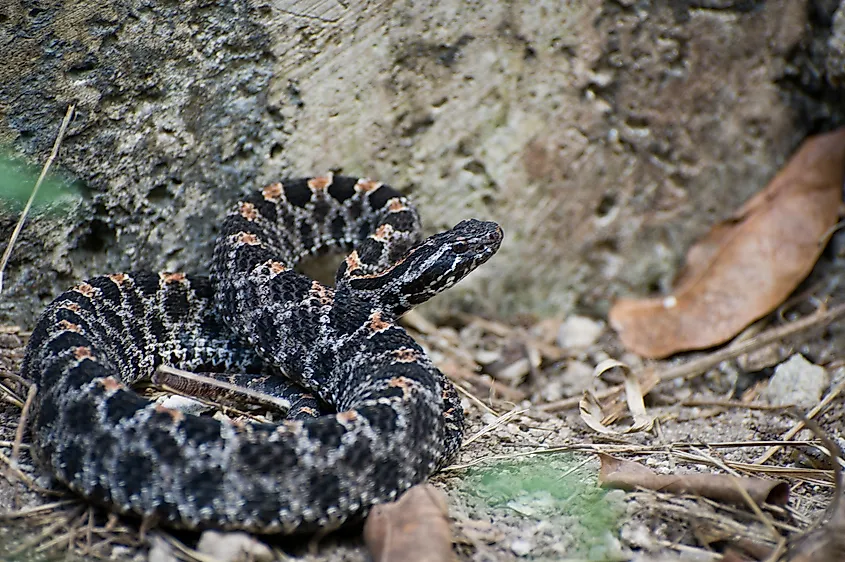 View of a pygmy rattlesnake in the wild.