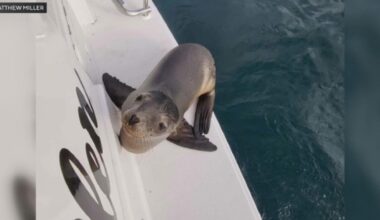 Sick sea lion hitches a ride to Orange County on family's boat
