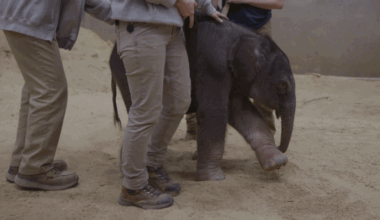 Asian Elephant calf taking first steps