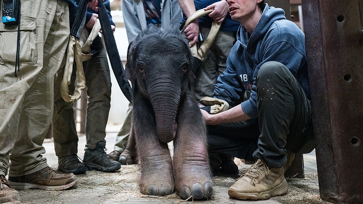 Baby Asian Elephant calf at Smithsonian National Zoo
