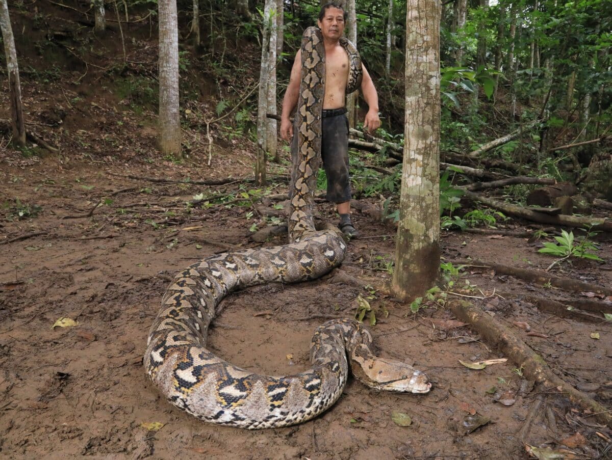 Snake Rescuer Budi Purwanto Runs A Shelter For Rescued Pythons